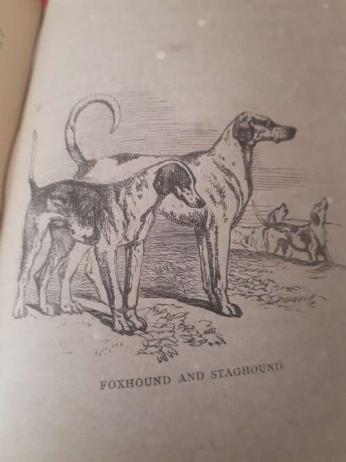 Rare First Edition Circa 1877 Dogs : Sagacity, Instinct, And Uses - George Frederick Pardon