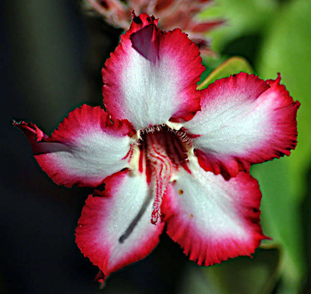 Nikon DSLR D3000 Camera many extras Super Bargain Buy for 7 days only