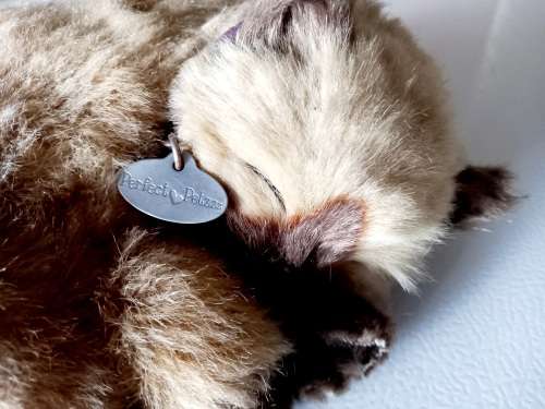 Perfect Petzzz Breathing Cat