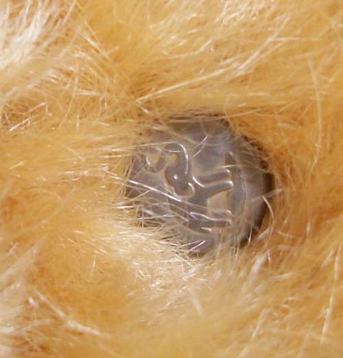 Steiff Baerle Bear- Limited Edition - 43 PAB 1904 404153 - No 683 - 59cm tall - 1.1kg