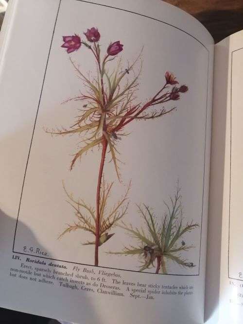 WILD FLOWERS OF THE CAPE OF GOOD HOPE - Elsie Garrett Rice and Robert Harold Compton