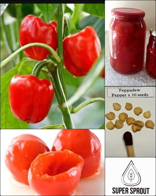 ORGANIC SWEET PIQUANTÉ PEPPADEW PEPPER x 15 seeds