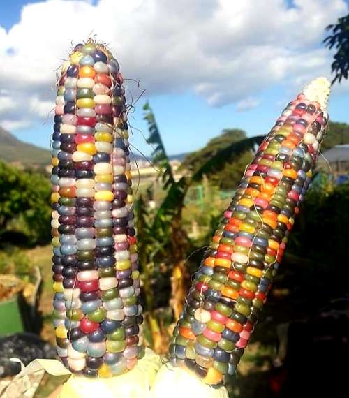 Red Corn/maize x 25 seeds