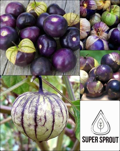 PURPLE  TOMATILLO  X  100 seeds