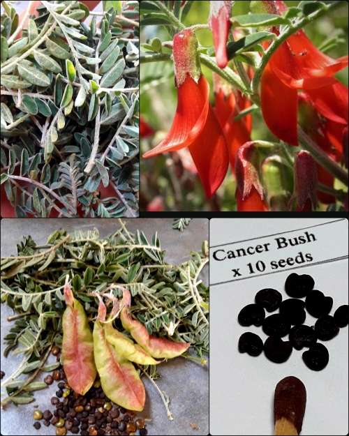 CANCER BUSH (SUTHERLANDIA FRUTESCENS) X  10 seeds