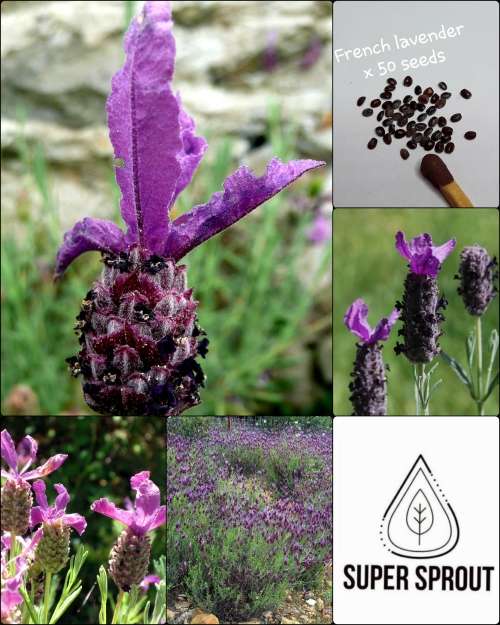 FRENCH ROYAL CROWN LAVENDER (Lavandula Dentata var. Royal Crown) X  10 seeds