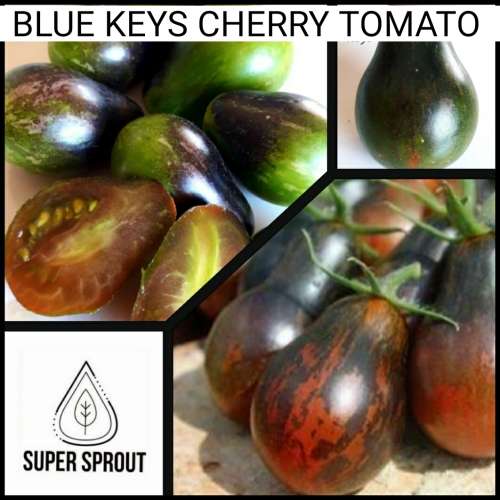 BLUE KEYS TOMATO x 15 seeds