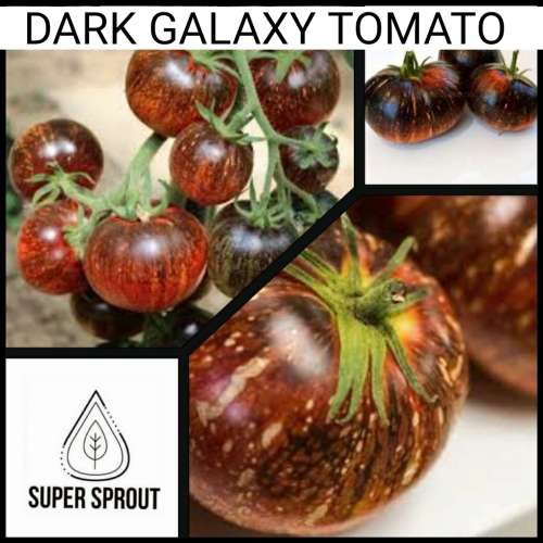 HEIRLOOM DARK GALAXY TOMATOES x 15 seeds