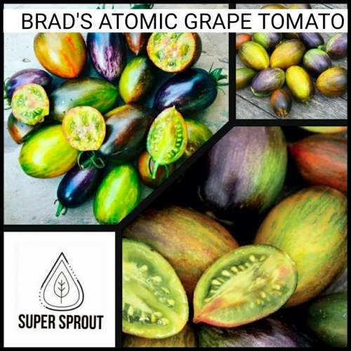HEIRLOOM BRAD`S ATOMIC GRAPES x 15 seeds