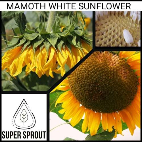 MAMMOTH WHITE SUNFLOWER x 25 seeds