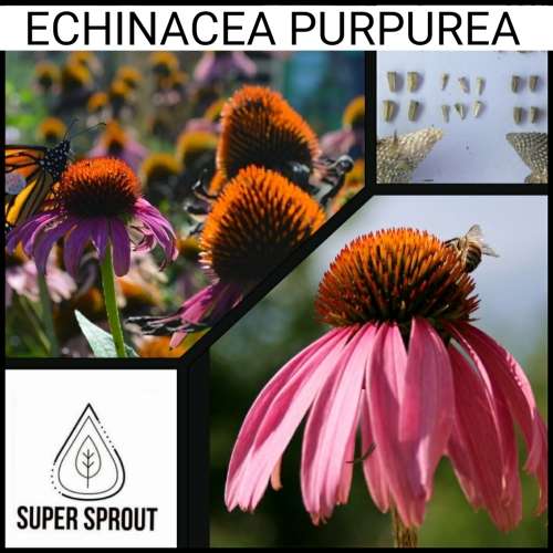 ECHINACEA PURPUREA  x 15 seeds