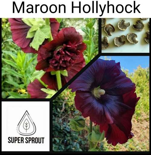MAROON HOLLYHOCK/STOKROOS x 25+ seeds