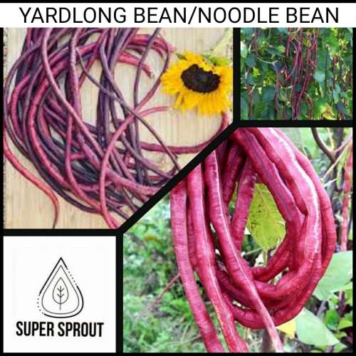 RED/PURPLE YARD LONG BEANS  ASIAN CHINESE NOODLE ASPARAGUS STRING BEANS x 10 seeds