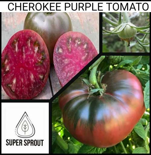 BLACK BEAUTY TOMATOES x 15 seeds