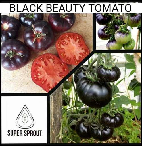 BLACK BEAUTY TOMATOES x 15 seeds
