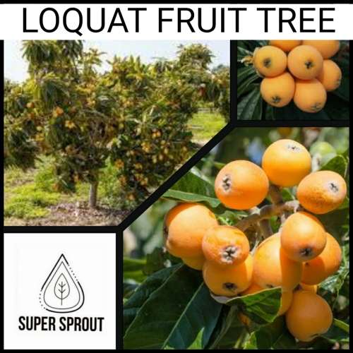 LOQUAT (Eriobotrya japonica) x 5 seeds