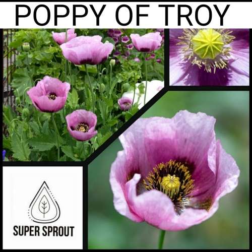 POPPY OF TROY (Papaver Setigerum) x 100+ seeds