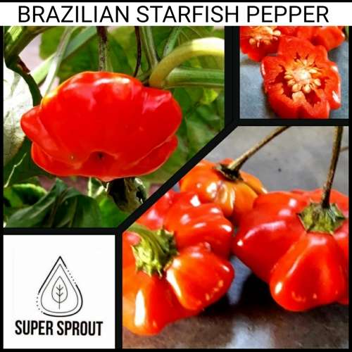 BRIZILLIAN STARFISH PEPPER x 10+ seeds