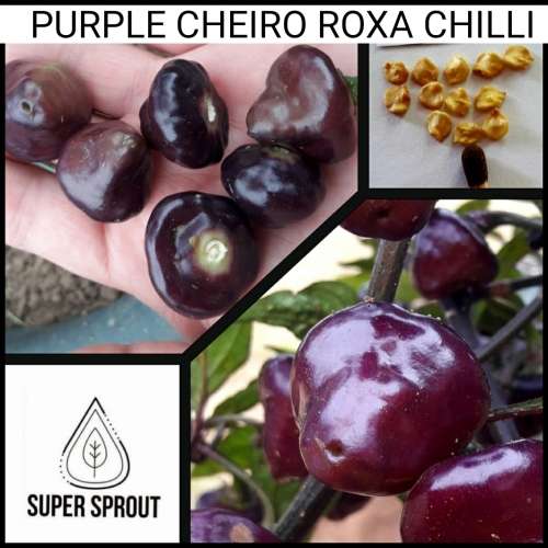 CHEIRO ROXA PEPPER x 10 seeds