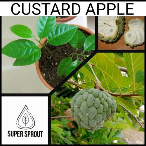 CUSTARD APPLE x 3 seeds