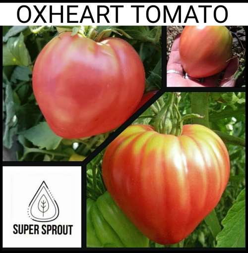 3OX HEART TOMATOES x 15+ seeds