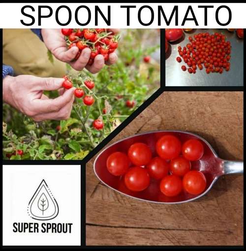 SPOON TOMATO x 15+ seeds