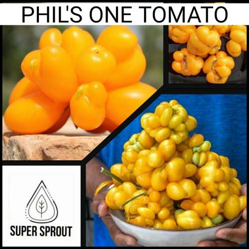 PHIL`S ONE x 15+ seeds