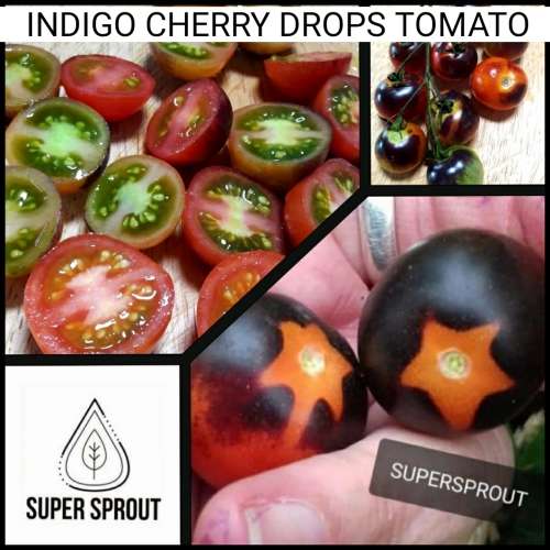 INDIGO CHERRY DROPS TOMATOES x 15+ seeds
