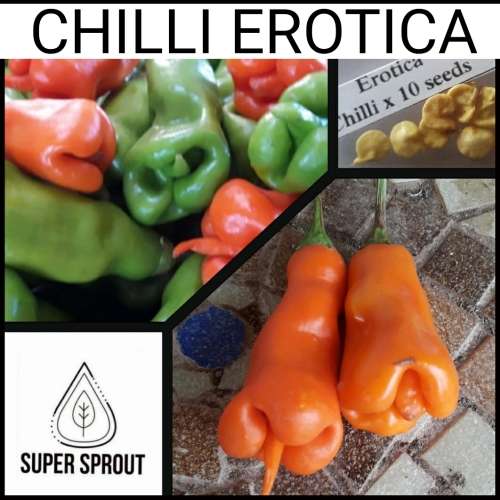 ORGANIC CHILLI EROTICA (Hotness 4)  X 10+ seeds