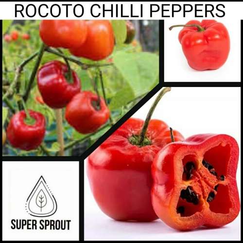 ORGANIC ROCOTO CHILLI  x 10+ seeds