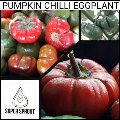 PUMPKIN PEPPER EGGPLANT x 10+ seeds