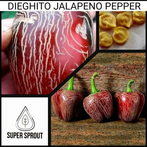 JALAPENO DIEGHITO  x 5 seeds