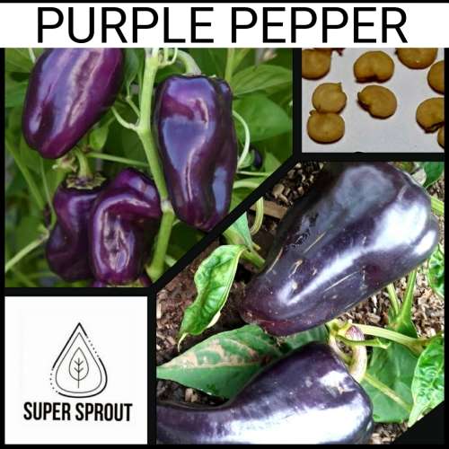 PURPLE PEPPER  x 10 seeds