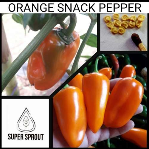 ORANGE SNACK PEPPER x 10+ seeds
