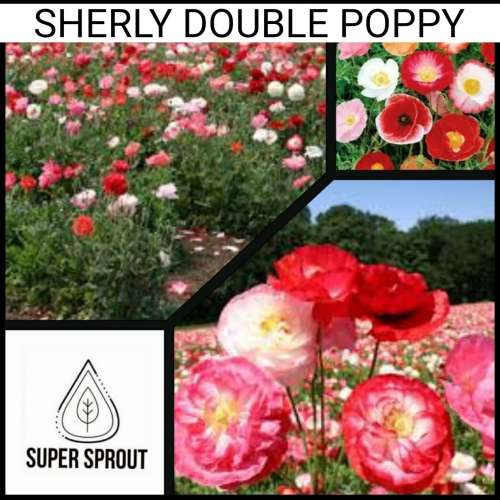 SHIRLEY DOUBLE POPPY x 100+ seeds