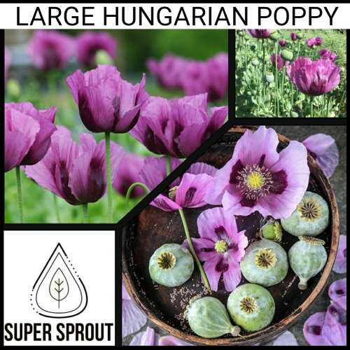 LARGE HUNGARIAN POPPY x 100+ seeds