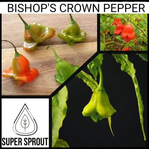 BISHOP`S CROWN PEPPER x 10 seeds