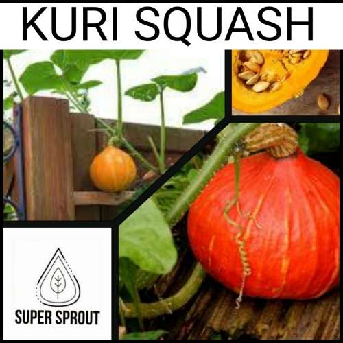 KURI SQUASH x 10 seeds