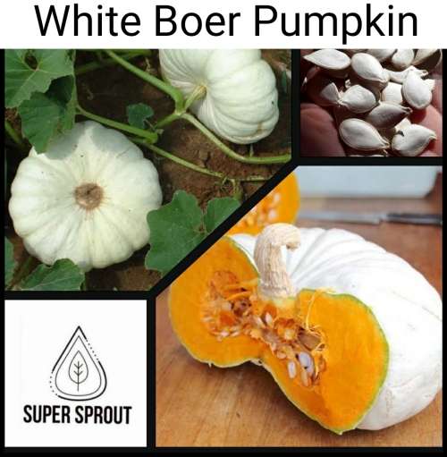 FLAT WHITE BOER PUMPKIN x 10 seeds