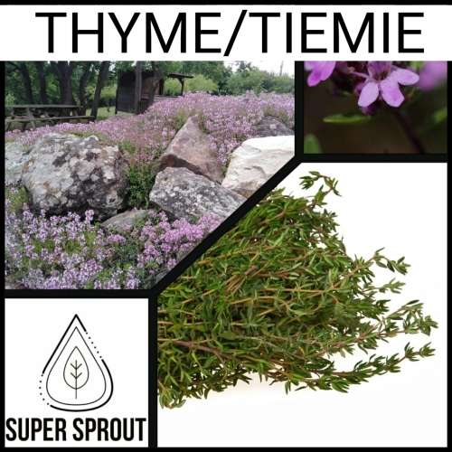 THYME x 15+ seeds