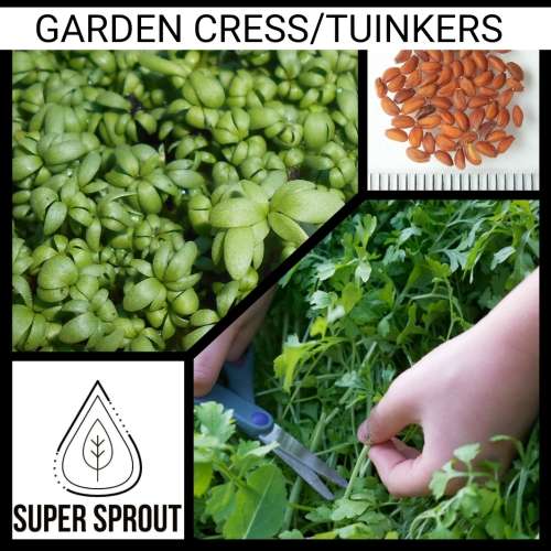 GARDEN CRESS/TUINKERS x 35+ organic seeds