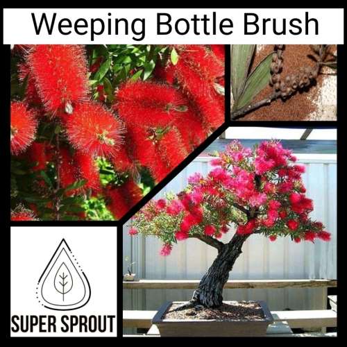WEEPING BOTTLE BRUSH x 50 seeds