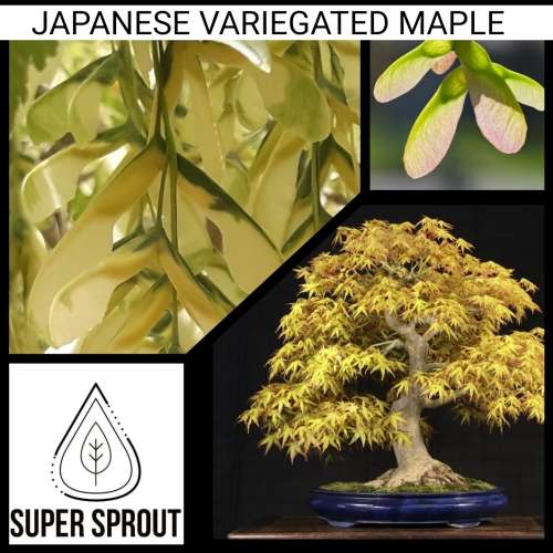 VARIEGATED MAPLE  x 10 seeds