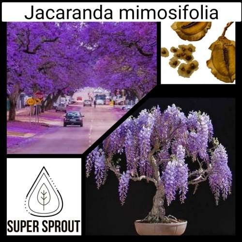 JACARANDA x 10 seeds
