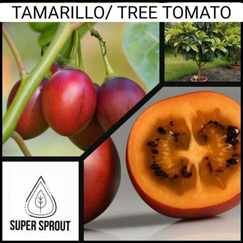TAMARILLO TREE TOMATO x 10+ seeds