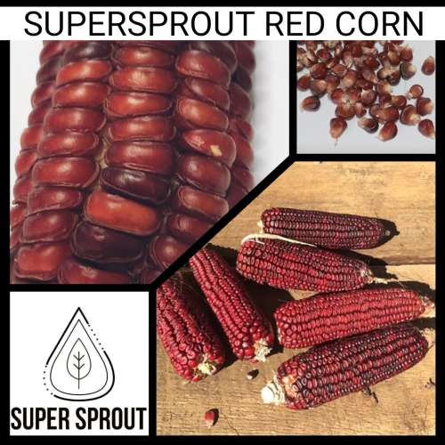 Red Corn/maize x 25 seeds
