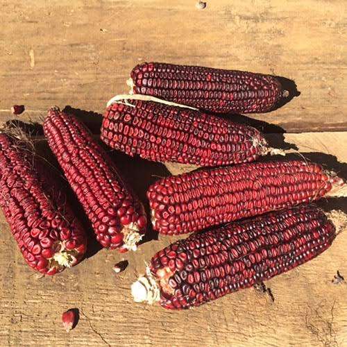 Red Corn/maize x 25 seeds