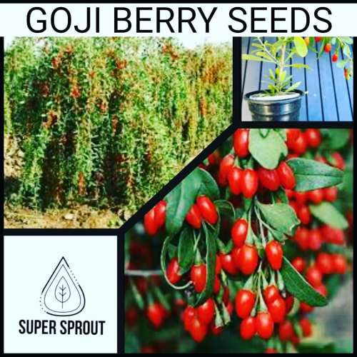 GOJI BERRY  (Lycium barbarum) x 25+ seeds