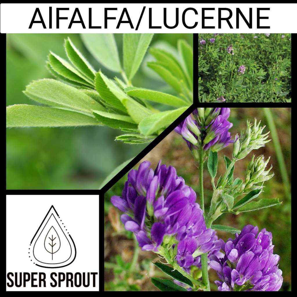 ALFALFA/LUCERNE x 1000+ seeds