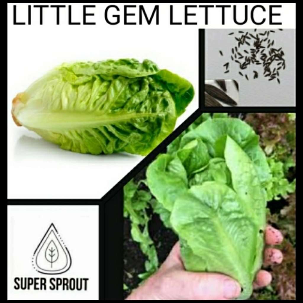 LITTLE GEM LETTUCE x 50 seeds